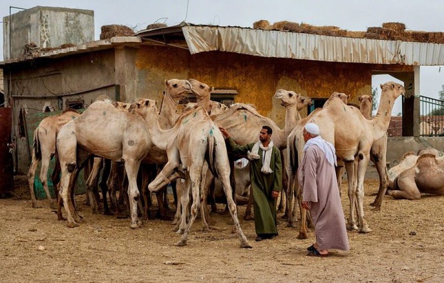 Tour to Camel Market of Birqash